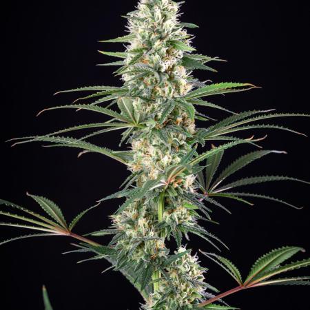 RQS - Candy Kush Express