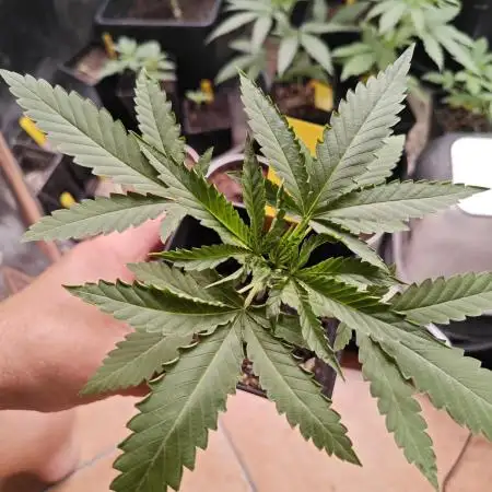 RQS - Candy Kush Express