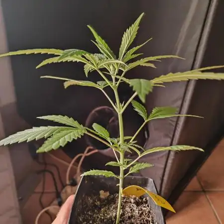 RQS - Sundae Driver