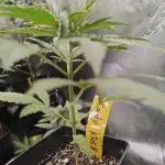 RQS - Candy Kush Express