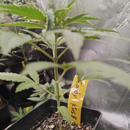 RQS - Candy Kush Express