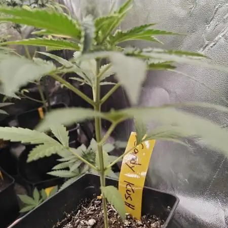 RQS - Candy Kush Express