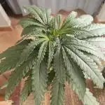 RQS - Gushers