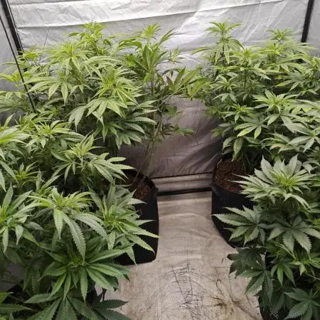 RQS - Blue Mystic