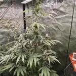 RQS - Gushers