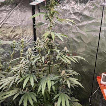 RQS - Gushers