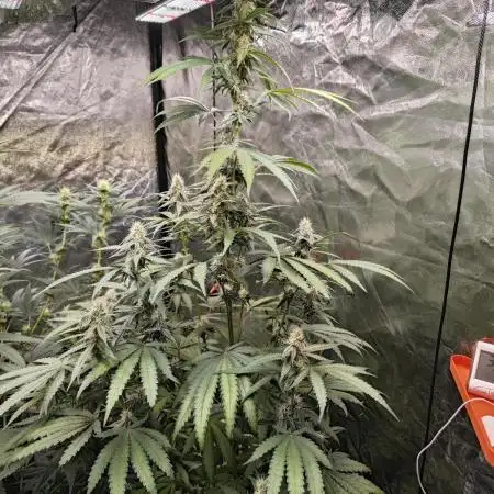 RQS - Gushers