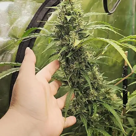 🖤🍃 Black Opium 🌱🖤