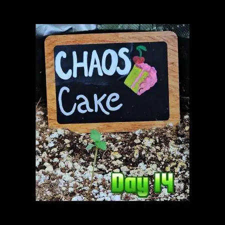 🍰🍒 CHAOS CAKE AUTO 🍒🍰
