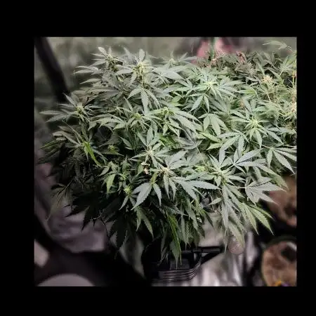 RQS HulkBerry Auto 💜💚