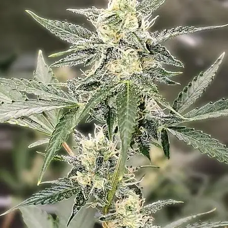 💜 Blackberry Moonrocks 💜
