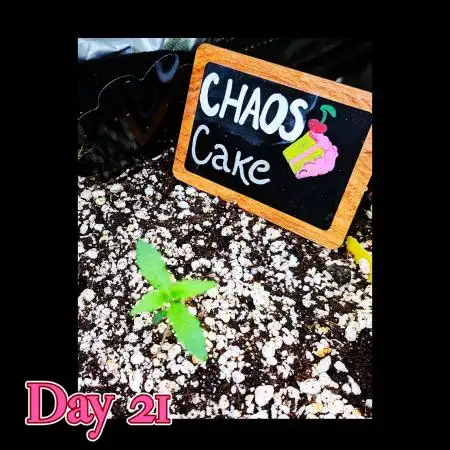 🍰🍒 CHAOS CAKE AUTO 🍒🍰