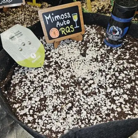 🥂 Mimosa Auto RQS 🥂