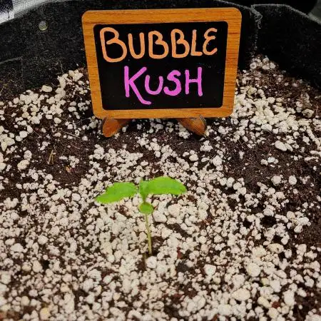 💜🧡 Bubble Kush GROW #2 🧡💜