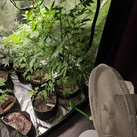 🧡Acapulco Gold Auto 🧡