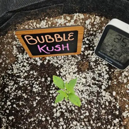 💜🧡 Bubble Kush GROW #2 🧡💜