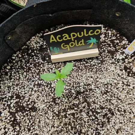 🧡Acapulco Gold Auto 🧡