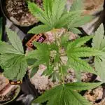 💜🧡 Bubble Kush GROW #2 🧡💜