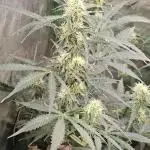 RQS Orion F1 Autoflower Grow 💚 Organic Dry Amendments 💚 Plant #1 💚
