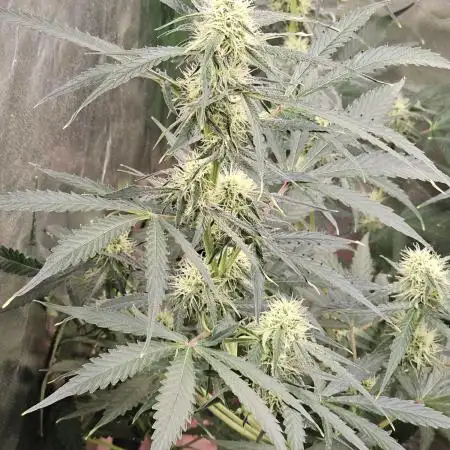 RQS Orion F1 Autoflower Grow 💚 Organic Dry Amendments 💚 Plant #1 💚