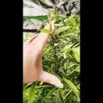 🧡Acapulco Gold Auto 🧡