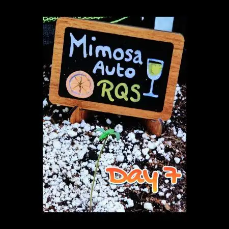🥂 Mimosa Auto RQS 🥂