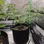 RQS Orion F1 Autoflower Grow 💖 Liquid Nutrients 💖 Plant #2 💖