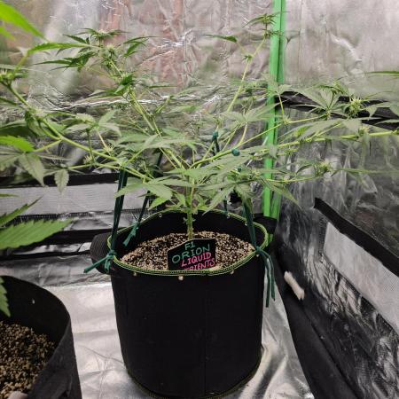 RQS Orion F1 Autoflower Grow 💖 Liquid Nutrients 💖 Plant #2 💖