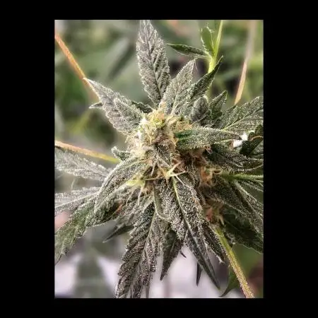 FastBuds Mix Auto Pack #1 💜