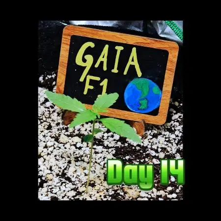 💚🌎 Gaia F1 RQS 🌏💚