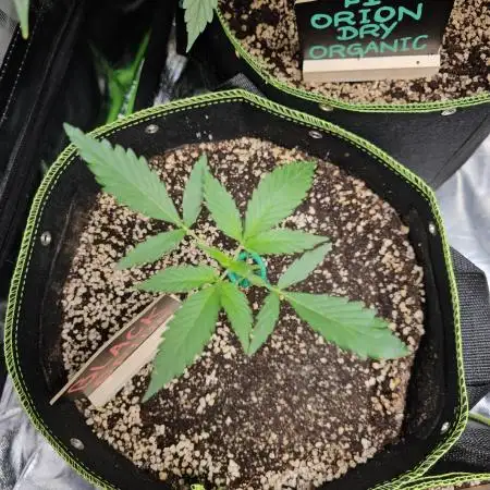 🖤🍃 Black Opium 🌱🖤