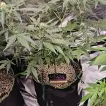 RQS Orion F1 Autoflower Grow 💖 Liquid Nutrients 💖 Plant #2 💖