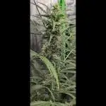 🖤🍃 Black Opium 🌱🖤