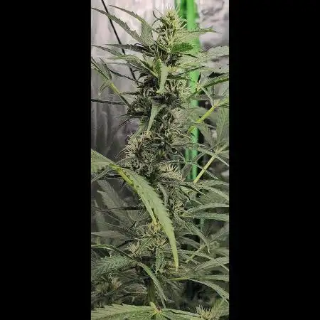 🖤🍃 Black Opium 🌱🖤