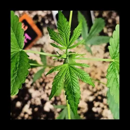 💜🧡 Bubble Kush GROW #2 🧡💜