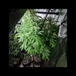 🧡Acapulco Gold Auto 🧡