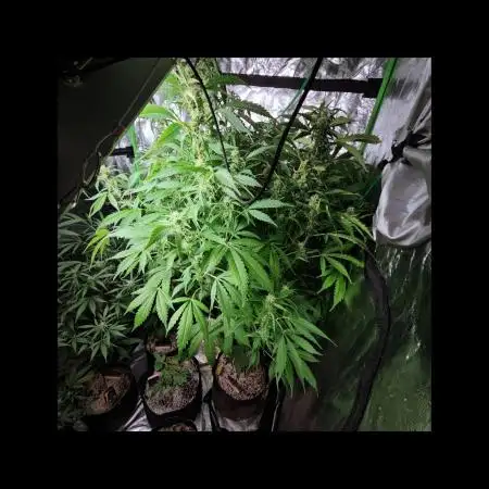 🧡Acapulco Gold Auto 🧡