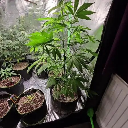 🧡Acapulco Gold Auto 🧡