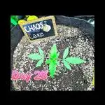 🍰🍒 CHAOS CAKE AUTO 🍒🍰