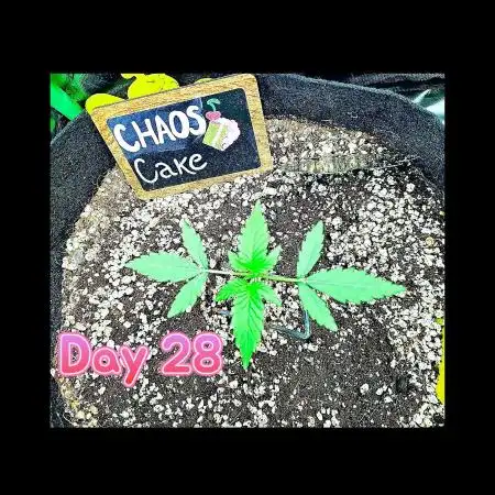 🍰🍒 CHAOS CAKE AUTO 🍒🍰