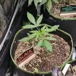 🖤🍃 Black Opium 🌱🖤