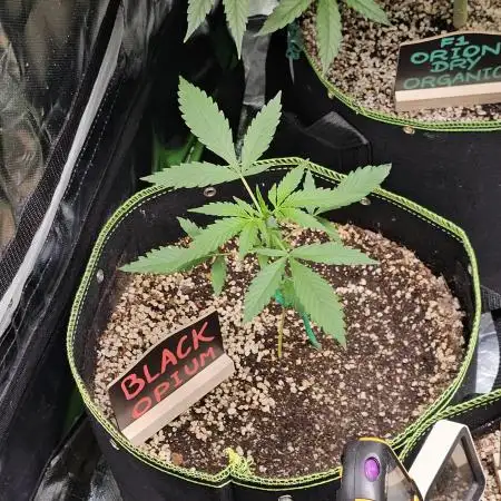 🖤🍃 Black Opium 🌱🖤