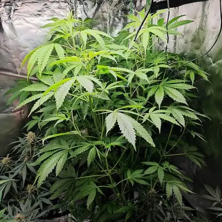🧡Acapulco Gold Auto 🧡