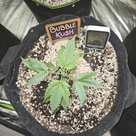 💜🧡 Bubble Kush GROW #2 🧡💜