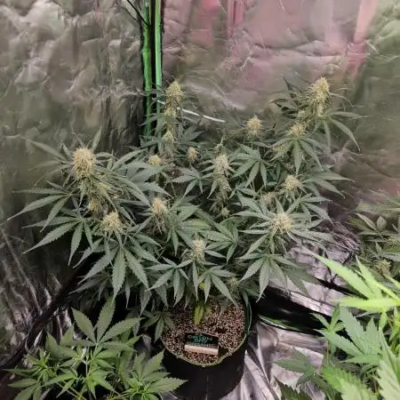 RQS Orion F1 Autoflower Grow 💚 Organic Dry Amendments 💚 Plant #1 💚