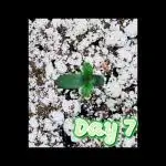 💫 Northern Lights 💫 Divine Seeds