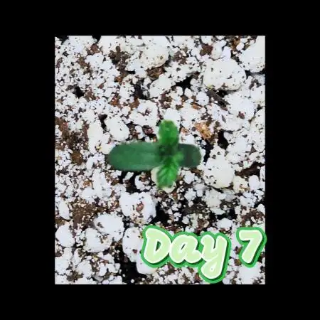 💫 Northern Lights 💫 Divine Seeds