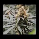 RQS Orion F1 Autoflower Grow 💚 Organic Dry Amendments 💚 Plant #1 💚