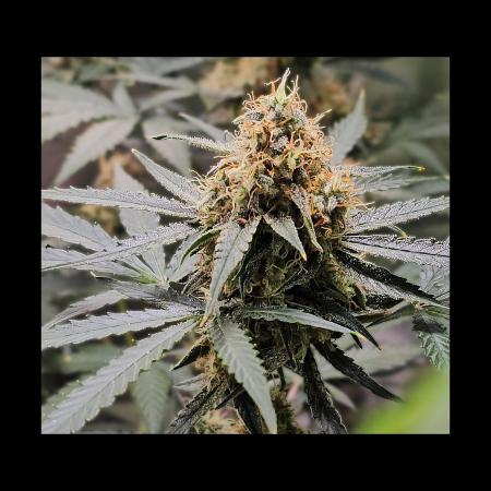 RQS Orion F1 Autoflower Grow 💚 Organic Dry Amendments 💚 Plant #1 💚
