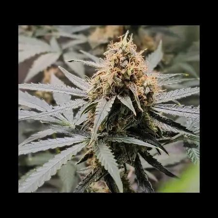 RQS Orion F1 Autoflower Grow 💚 Organic Dry Amendments 💚 Plant #1 💚